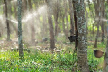 Kauçuk ağacı satırındaki Ovucu Ağaç ekimi