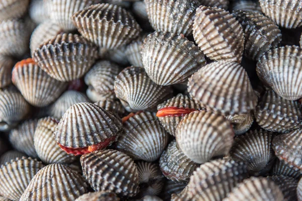 Cockles di mare crudo fresco vongole al mercato dei frutti di mare — Foto Stock