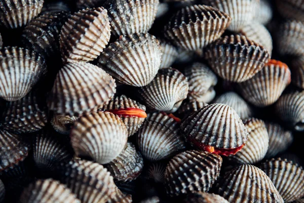 Cockles di mare crudo fresco vongole al mercato dei frutti di mare — Foto Stock