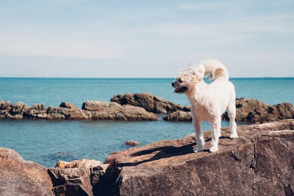 Dog happy fun on rocky beach when travel at sea — Stock Photo, Image