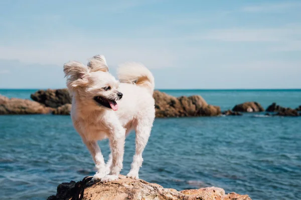 Собака счастливы удовольствие на скалистом пляже когда путешествия на море — стоковое фото