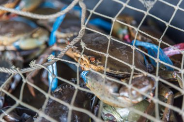 Taze çiğ Yengeç, deniz ürünleri Pazar veya sokak gıda