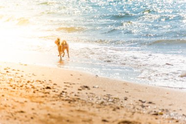 Kumsalda mutlu eğlenceli çalışan köpek denizde yolculuk ettiğinizde