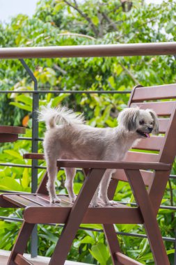 Seyir bir şey kafede oturan köpek