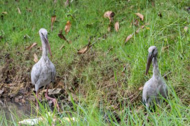 Vahşi doğada kuş (Anastomus oscitans)