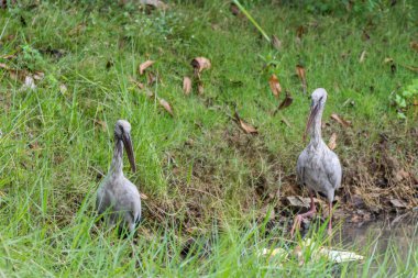 Vahşi doğada kuş (Anastomus oscitans)