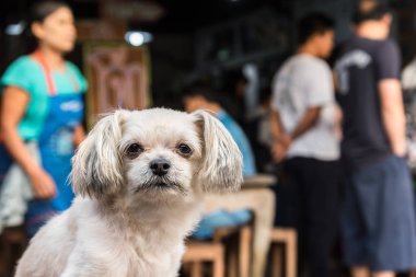 Köpek oturan ve bir şey de ne zaman seyahat etmek seyir