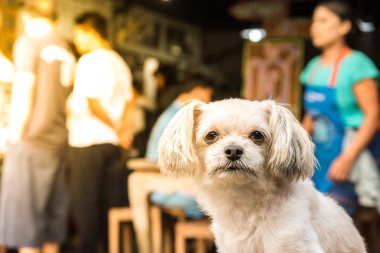 Köpek oturan ve bir şey de ne zaman seyahat etmek seyir