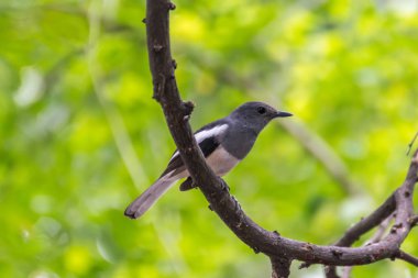 Vahşi doğada kuş (oryantal Saksağan-robin)