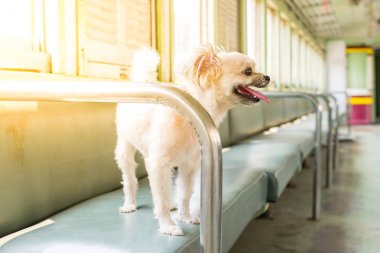Köpek çok sevimli seyahat etmek için bir tren tren beklemek içinde