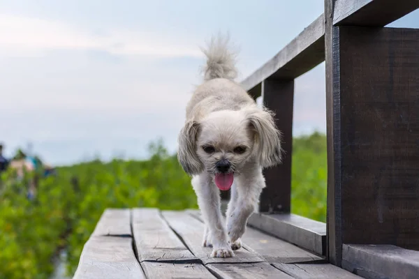 Cão feliz quando viajar de férias em ponte de madeira — Fotografia de Stock