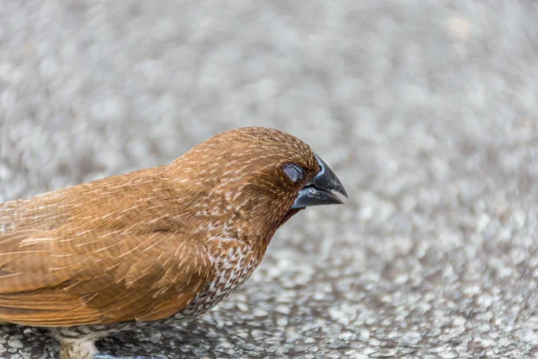 野生の自然の中の鳥 (うろこ状ブレスト アカフサゴシキドリ) — ストック写真