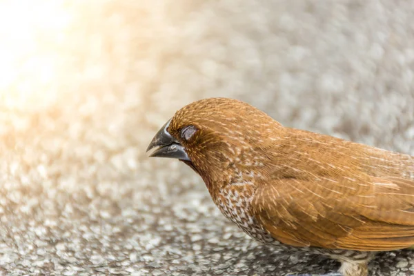 Pássaro (Munia de peito escamoso) em uma natureza selvagem — Fotografia de Stock