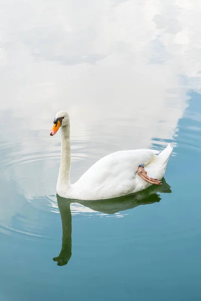 Pájaro (Cisnes, Cygnus) nadando en una naturaleza salvaje —  Fotos de Stock