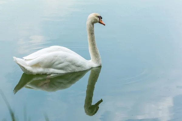 Fåglar (svanar, Cygnus) simma i en vild natur — Stockfoto