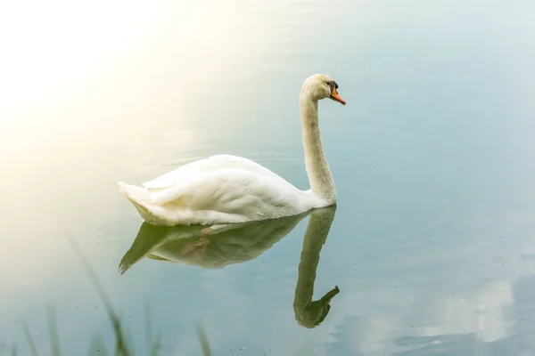 Fåglar (svanar, Cygnus) simma i en vild natur — Stockfoto