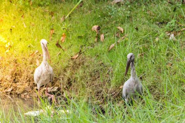 Oiseau (Anastomus oscitans) dans une nature sauvage — Photo