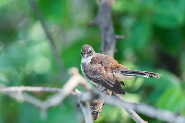 Uccello (Malese Pied Fantail) in una natura selvaggia — Foto Stock