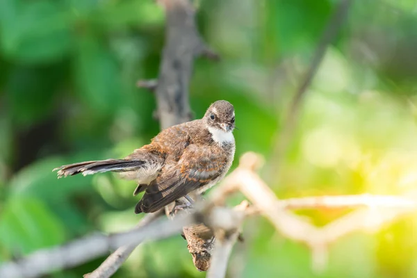 野生の自然の中の鳥 (マレーシア ピエ ファンテイル) — ストック写真