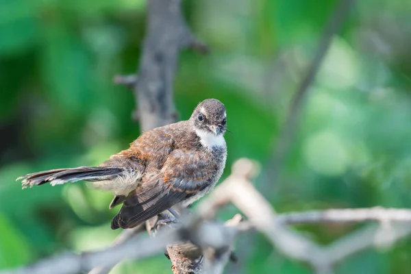 Uccello (Malese Pied Fantail) in una natura selvaggia — Foto Stock