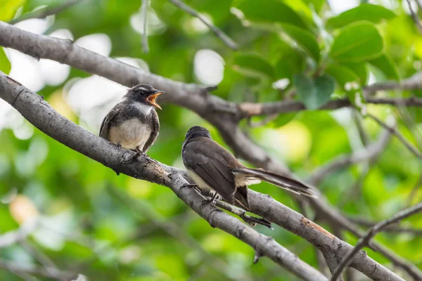 Two birds (Malaysian Pied Fantail) in nature wild