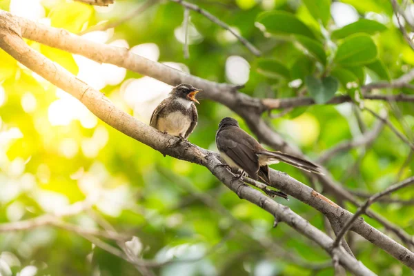 Twee vogels (Maleisische Pied Fantail) in de wilde natuur — Stockfoto