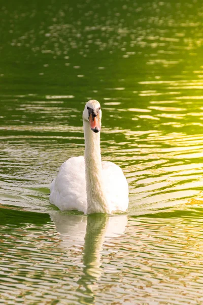 Fåglar (svanar, Cygnus) simma i en vild natur — Stockfoto