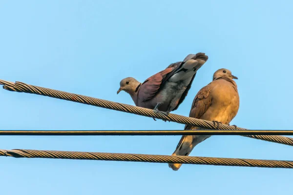 도시에 새 비둘기, 비둘기 (동음이의) — 스톡 사진