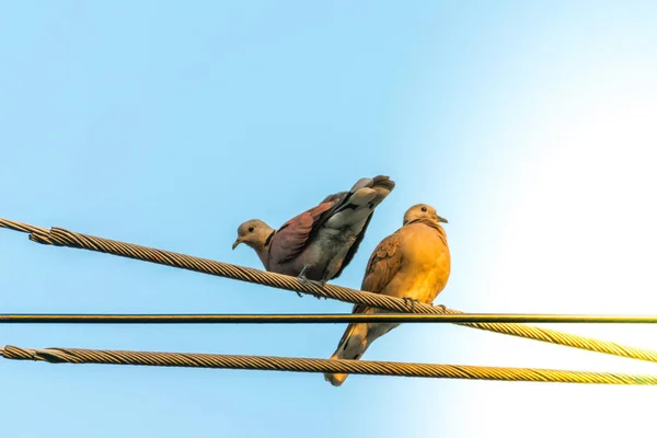 Aves (Paloma, Paloma o Desambiguación) en una ciudad — Foto de Stock