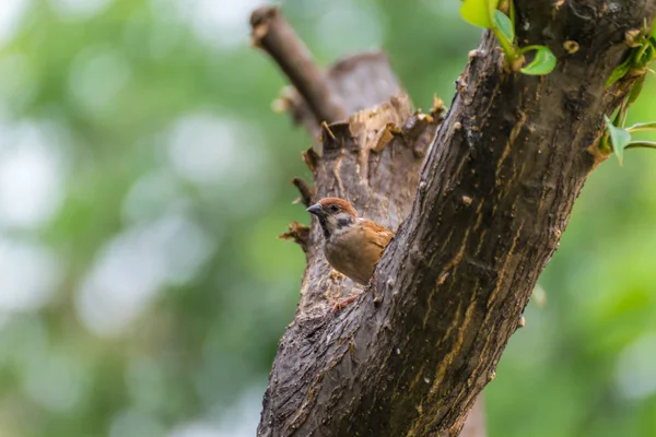 Pássaro (pardal da árvore eurasiática) em uma natureza selvagem — Fotografia de Stock