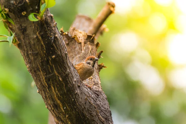 Vahşi doğada kuş (Avrasya ağaç serçe) — Stok fotoğraf