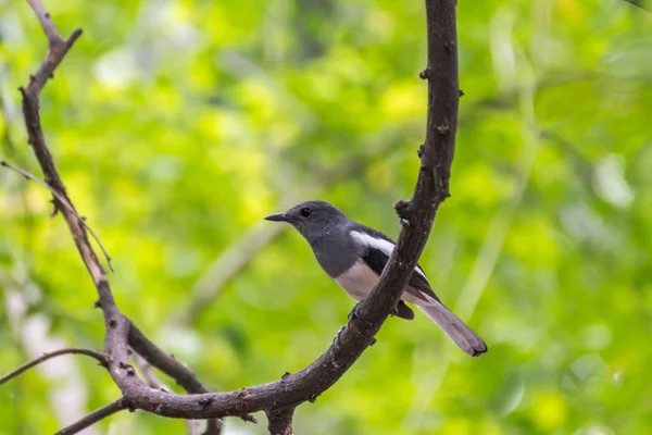 Pták (orientální Straka robin) v divoké přírodě — Stock fotografie