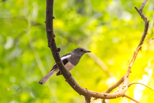 Vahşi doğada kuş (oryantal Saksağan-robin) — Stok fotoğraf