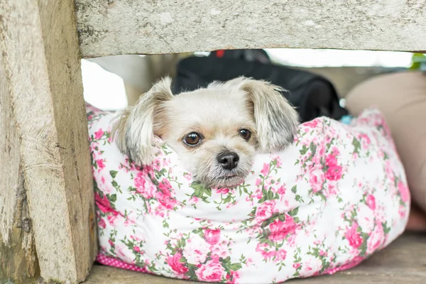 Dog on bed and looking at something when travel