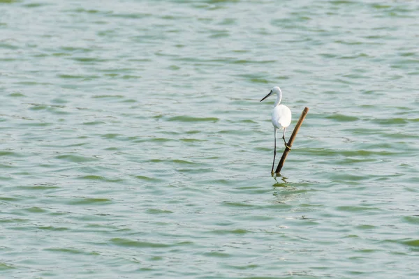 Oiseau (héron, butor ou aigrette) dans une nature sauvage — Photo