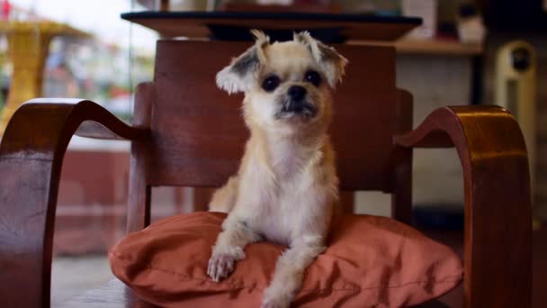 狗很可爱在咖啡店在旅游点 米色的椅子上 博美犬和贵宾犬混合品种 — 图库视频影像