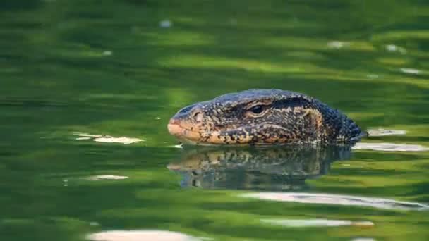 Lagarto Monitor Água Monitor Água Asiático Grande Lagarto Réptil Tipo — Vídeo de Stock