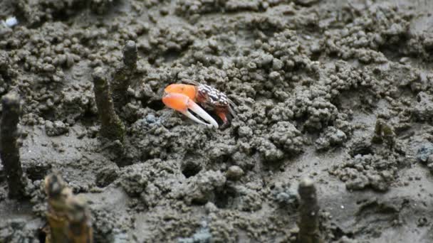 Krabbe Sesarma Meder Mangrovenwald Wald Der Flussmündung Der Natur — Stockvideo