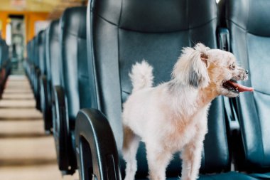 Köpek çok sevimli seyahat etmek için bir tren tren beklemek içinde