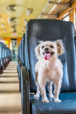 Köpek çok sevimli seyahat etmek için bir tren tren beklemek içinde