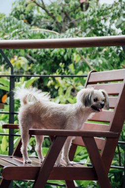 Seyir bir şey kafede oturan köpek