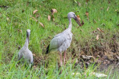 Vahşi doğada kuş (Anastomus oscitans)