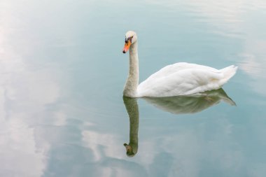 Vahşi doğada kuş (kuğu, kuğu) Yüzme