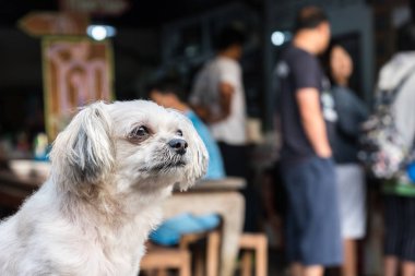 Köpek oturan ve bir şey de ne zaman seyahat etmek seyir