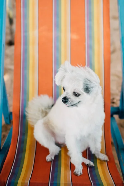 Cane seduto sulla sedia a sdraio quando si viaggia in mare — Foto Stock