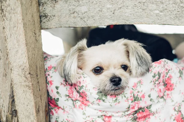 Dog on bed and looking at something when travel