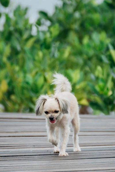 Dog happy when vacation travel at wooden bridge — Stock Photo, Image