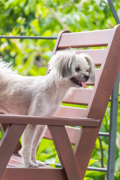 Seyir bir şey kafede oturan köpek