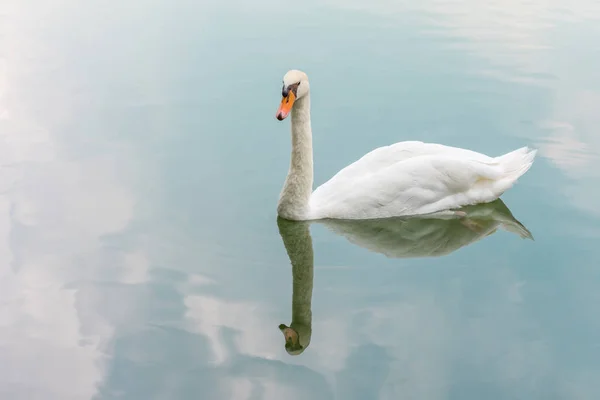 Burung (Swans, Cygnus) berenang di alam liar — Stok Foto