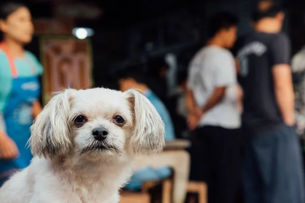 Dog sitting and looking at something when travel — Stock Photo, Image